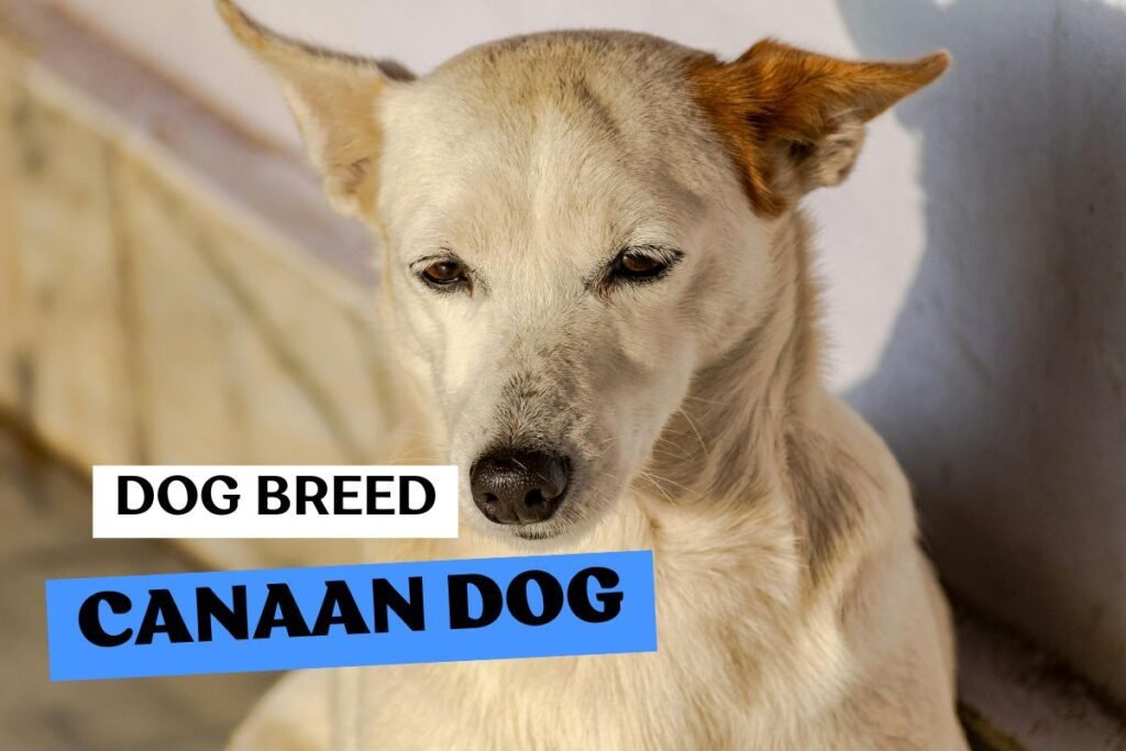 Dog Canaan Dog
