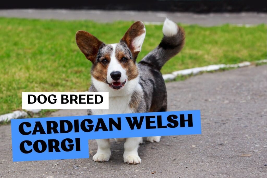 Dog Cardigan Welsh Corgi
