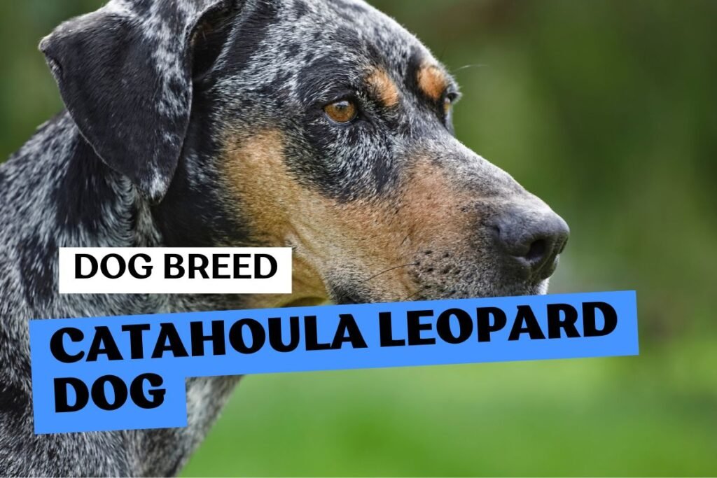 Dog Catahoula Leopard Dog
