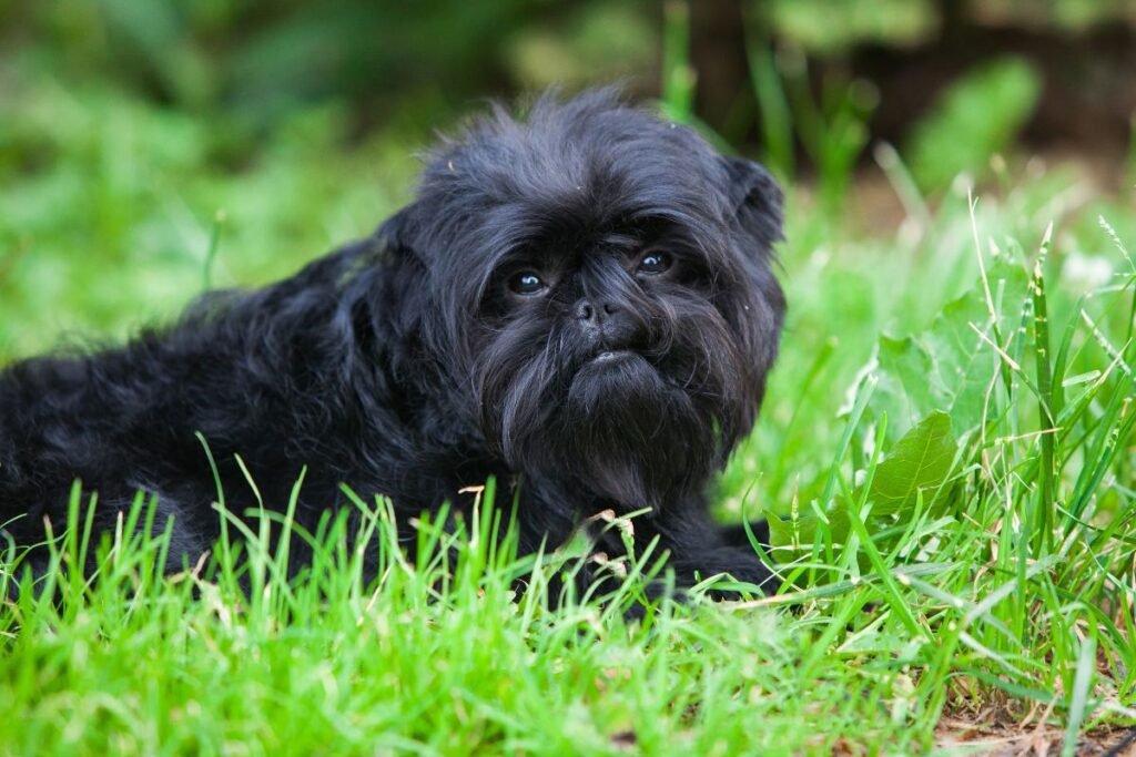 Dog Affenpinscher