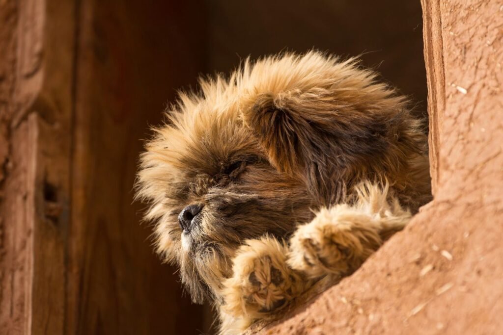 Dog Affenpinscher