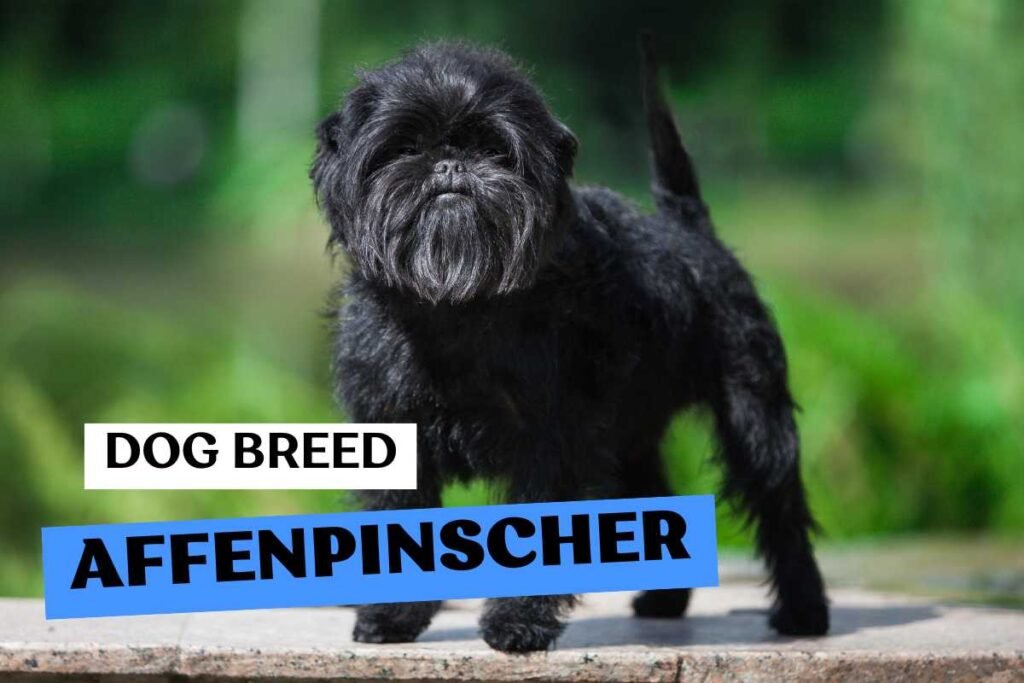Dog Affenpinscher
