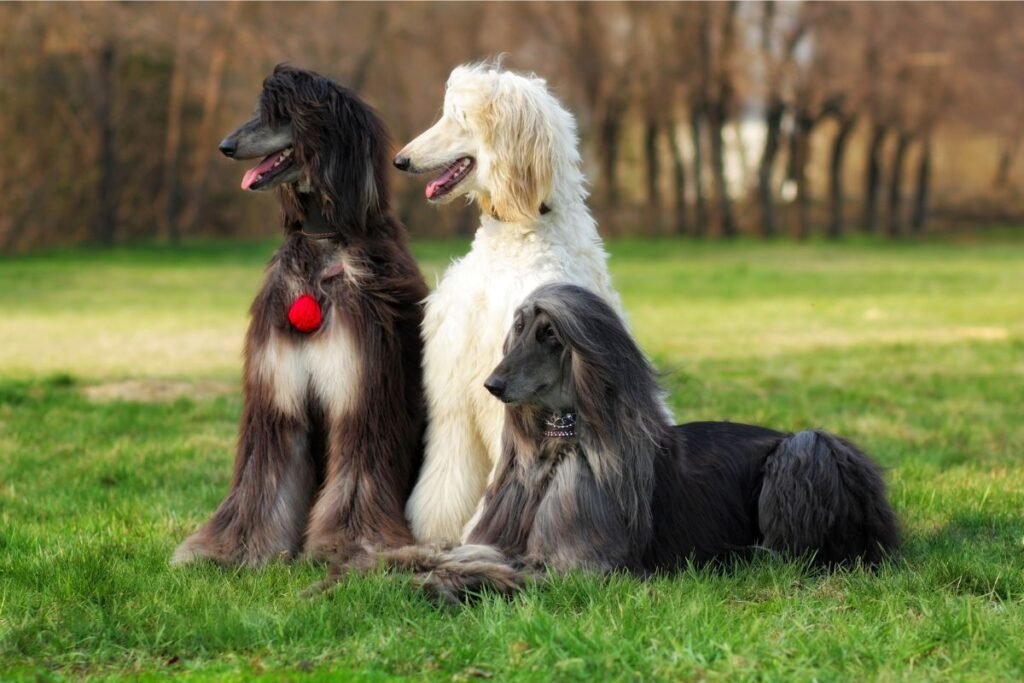 Dog Afghan Hound