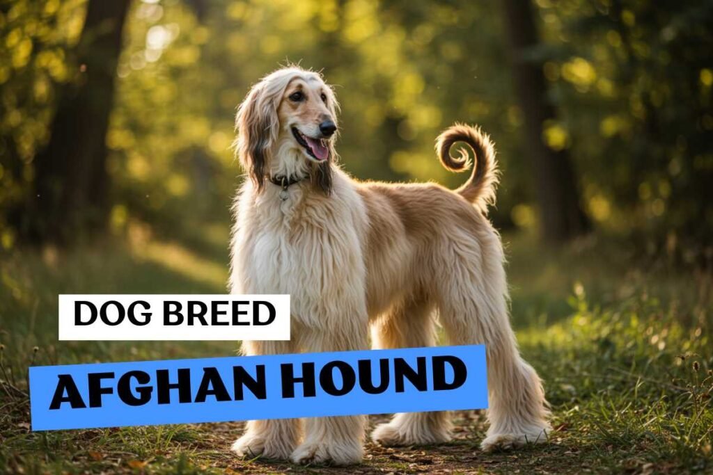 Dog Afghan Hound