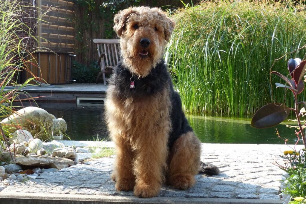 Dog Airedale Terrier