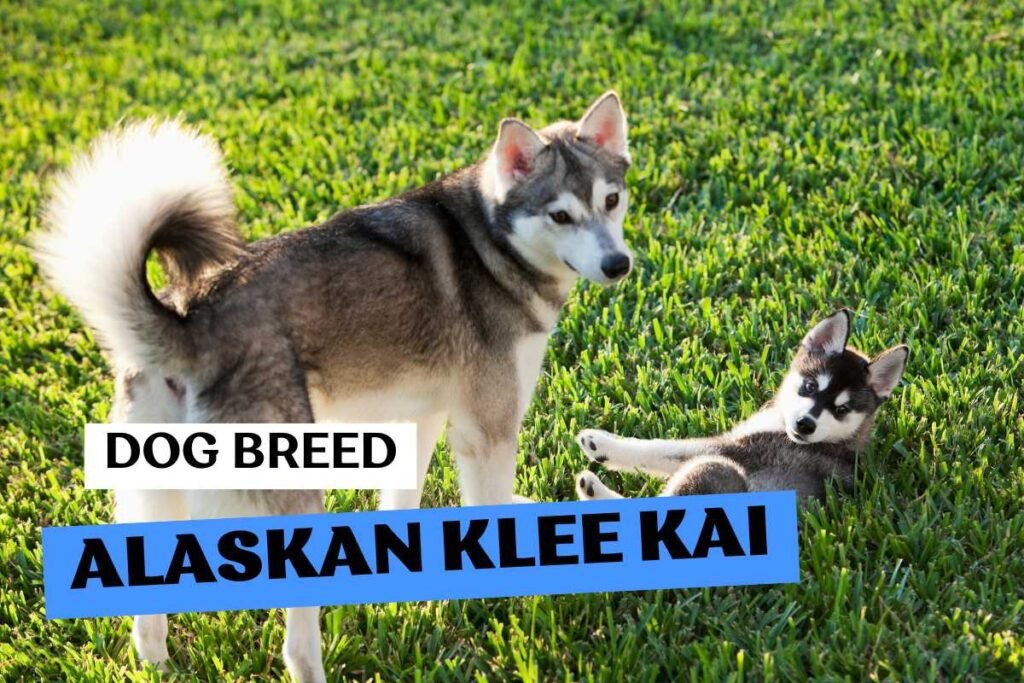 Dog Alaskan Klee Kai