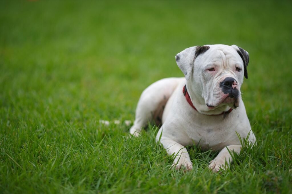 Dog American Bulldog
