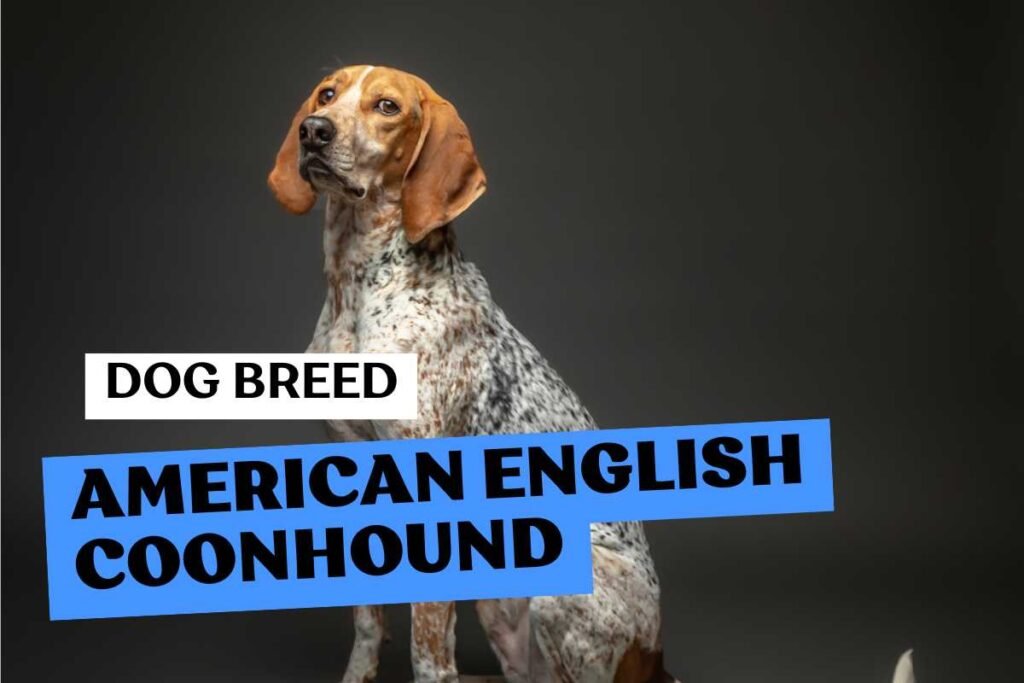 Fluffito_Dog_Breed_American_English_Coonhound_Info