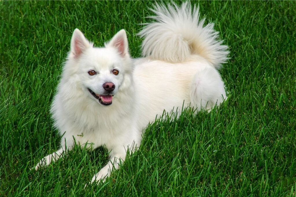 Dog American Eskimo Dog
