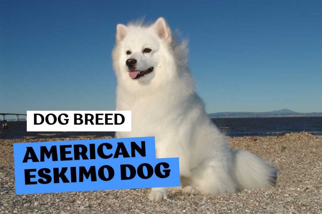 Dog American Eskimo Dog