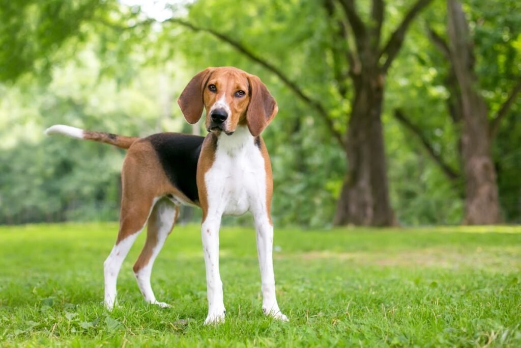 Dog American Foxhound