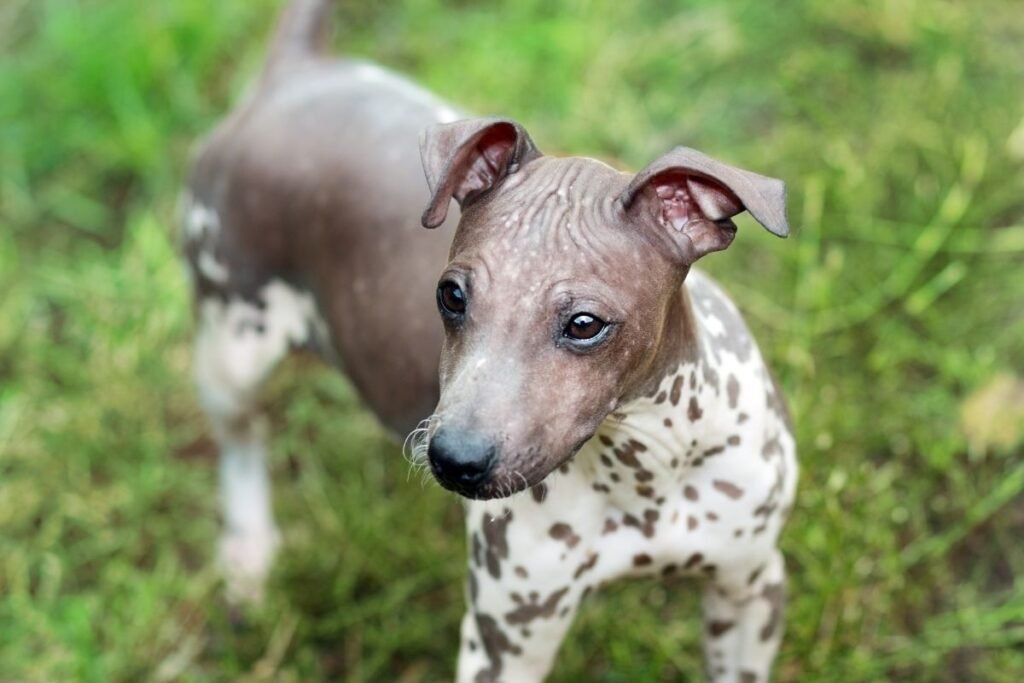 Dog American Hairless Terrier