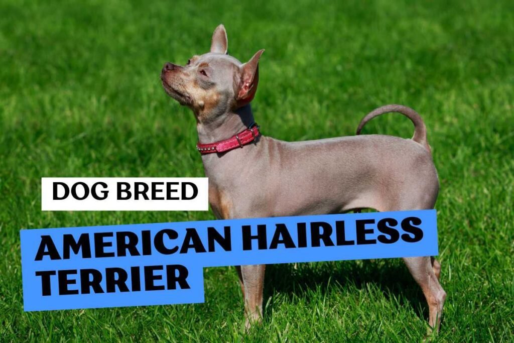 Dog American Hairless Terrier