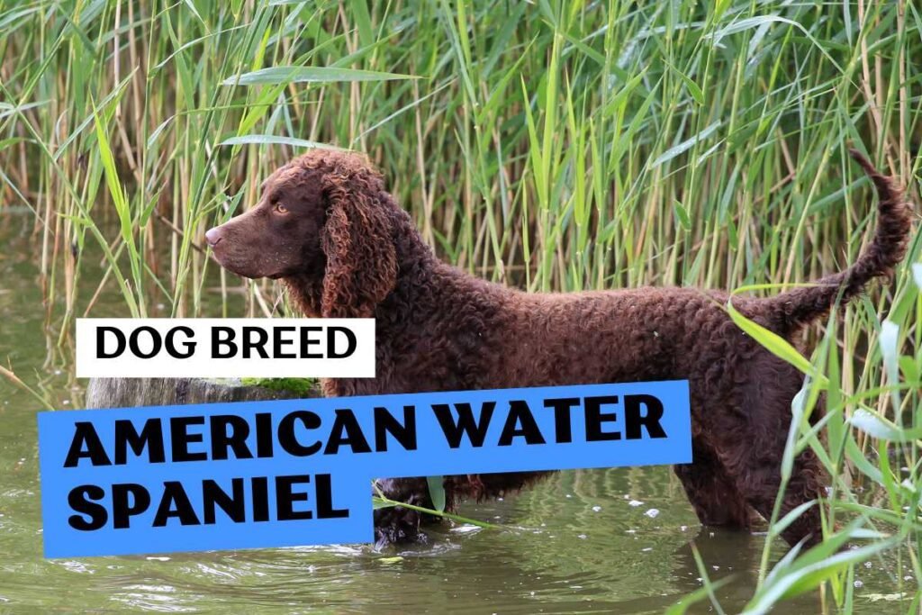 Dog American Water Spaniel
