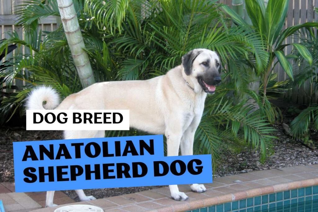 Dog Anatolian Shepherd Dog