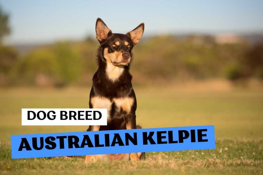 Dog Australian Kelpie