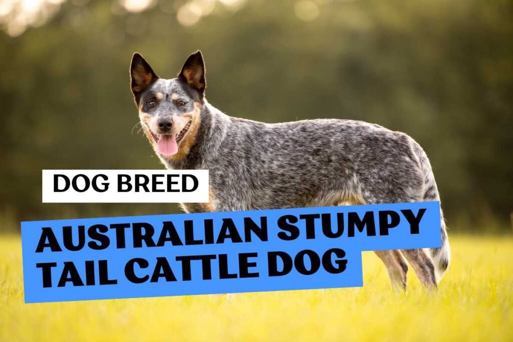Dog Australian Stumpy Tail Cattle Dog