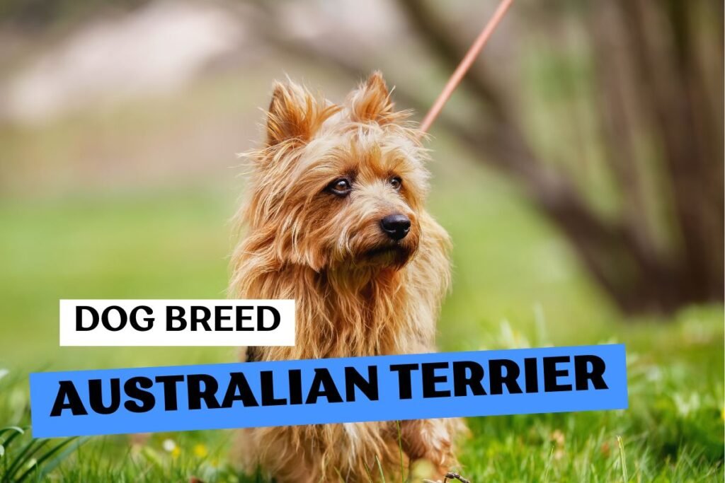 Dog Australian Terrier