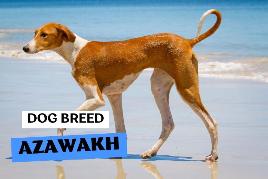 Dog Azawakh