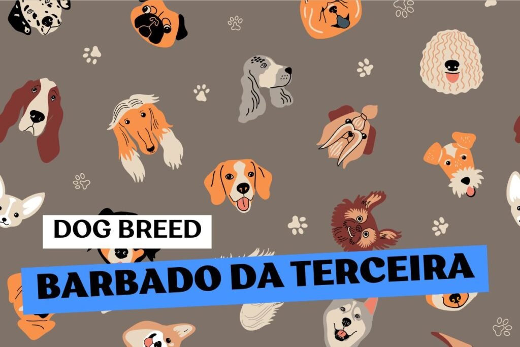 Fluffito_Dog_Breed_Barbado_da_Terceira_Info