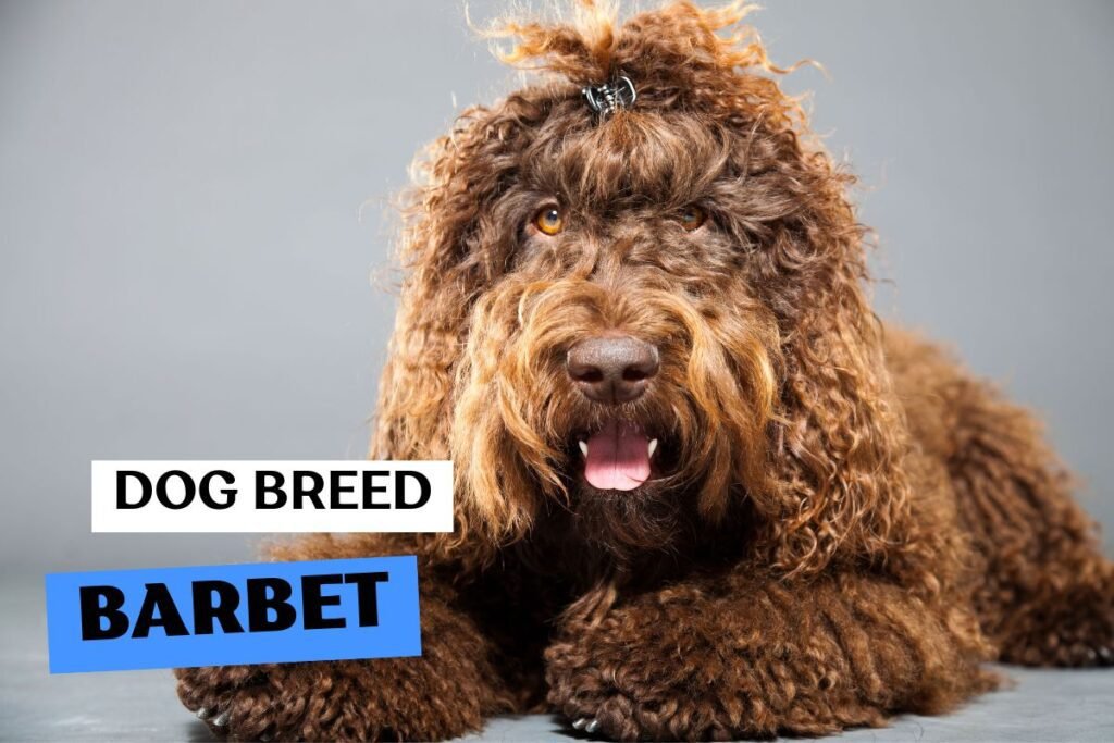 Dog Barbet