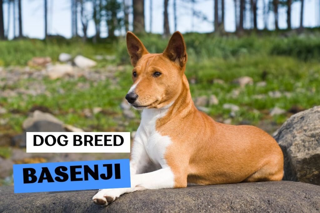 Dog Basenji