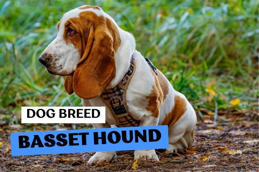 Dog Basset Hound