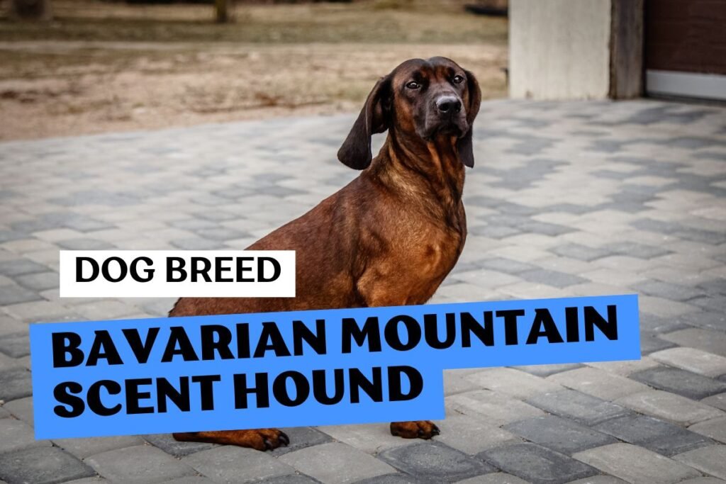 Dog Bavarian Mountain Scent Hound