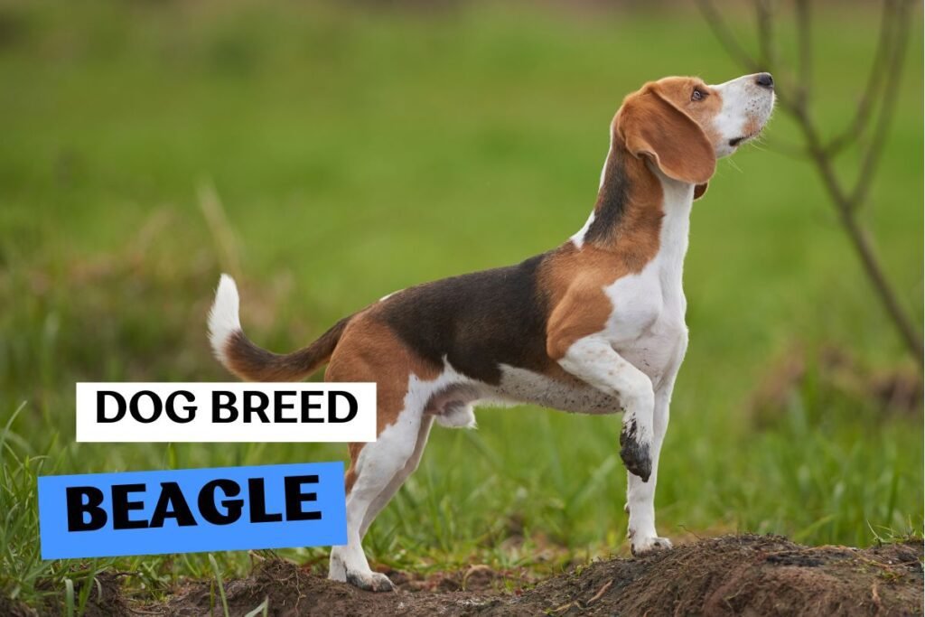 Dog Beagle