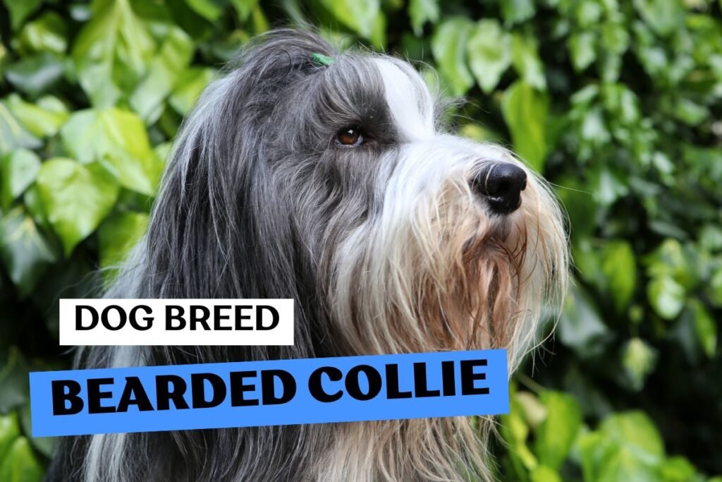 Dog Bearded Collie
