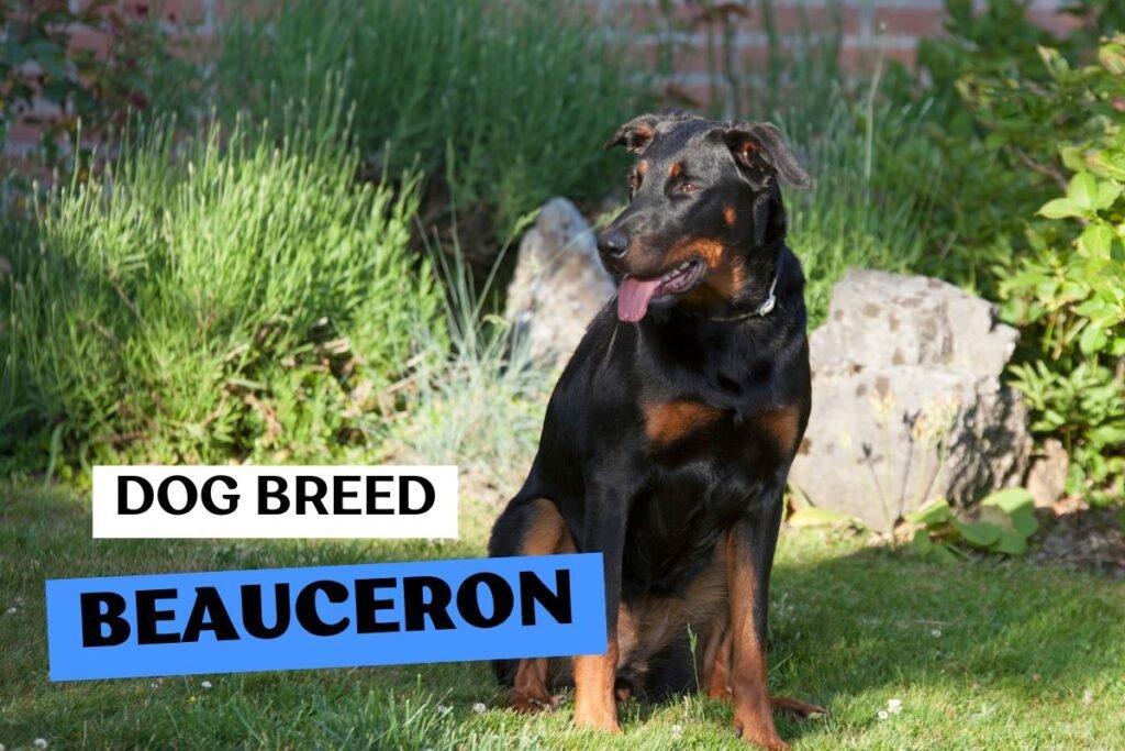 Dog Beauceron