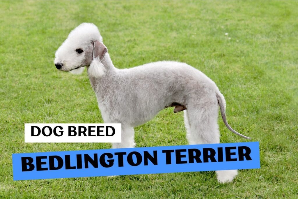 Dog Bedlington Terrier