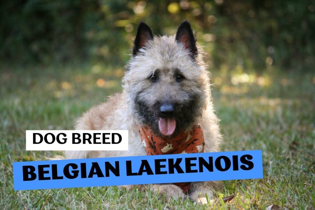 Dog Belgian Laekenois