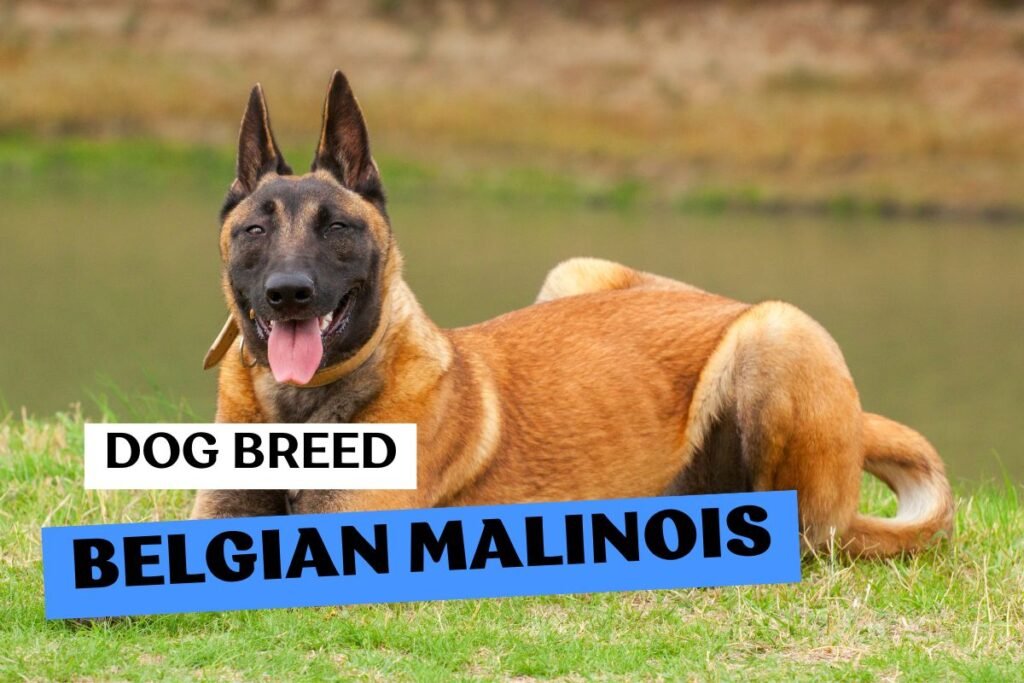 Dog Belgian Malinois