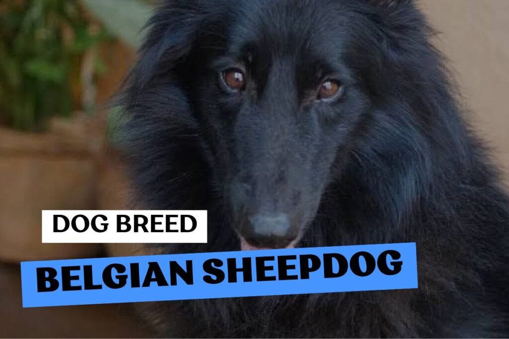 Dog Belgian Sheepdog
