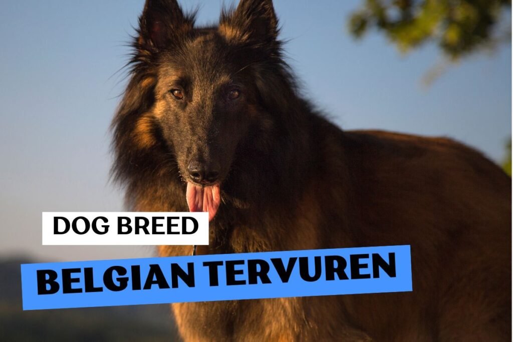 Dog Belgian Tervuren