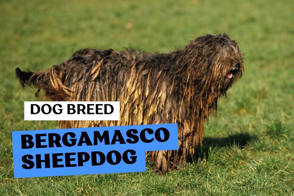 Dog Bergamasco Sheepdog