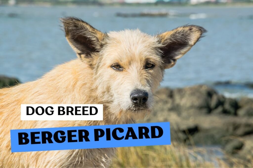 Dog Berger Picard