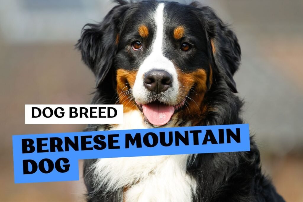 Dog Bernese Mountain Dog