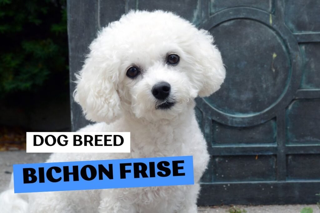 Dog Bichon Frise