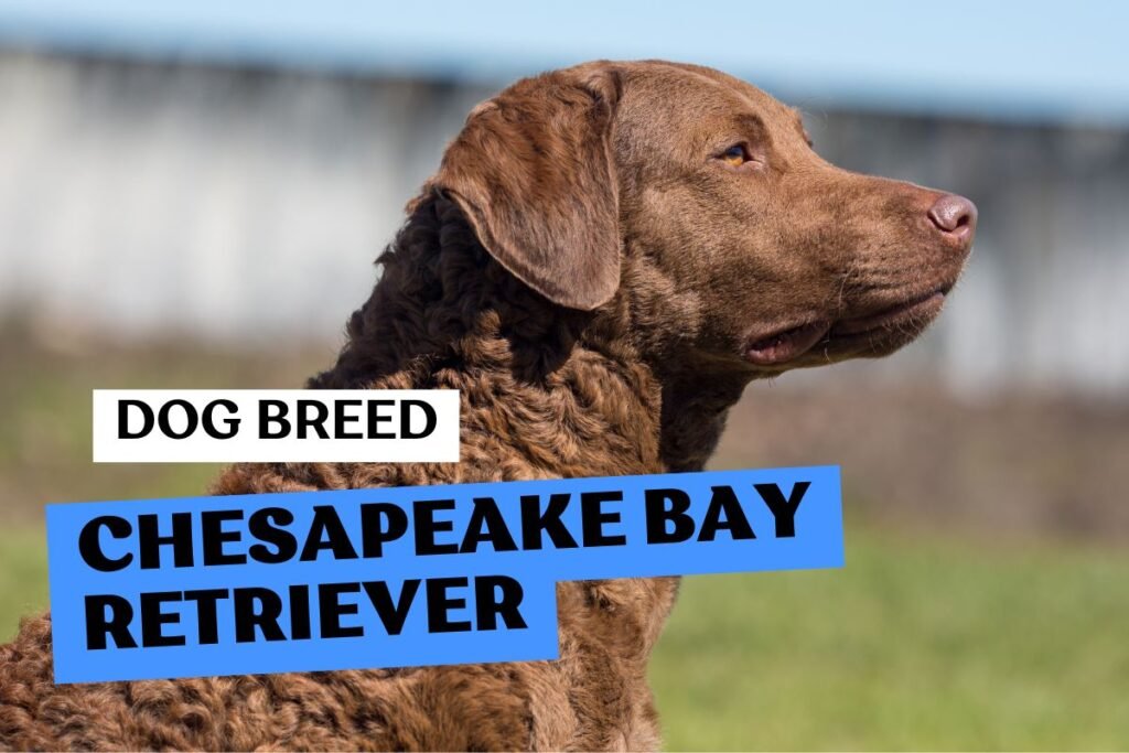 Dog Chesapeake Bay Retriever