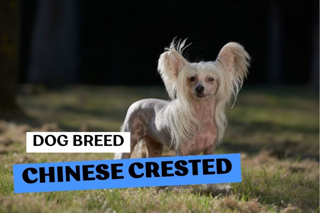 Dog Chinese Crested