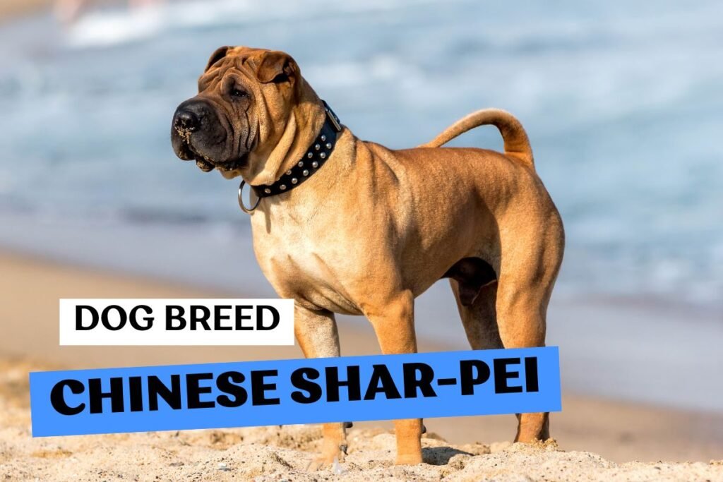Dog Chinese Shar-Pei