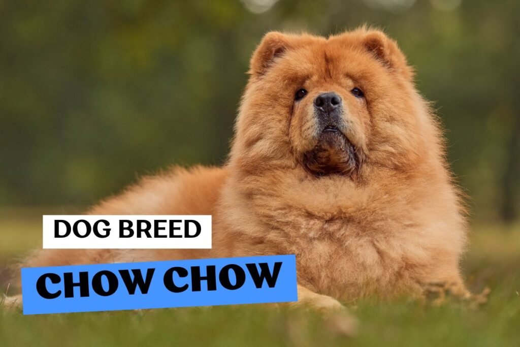 Dog Chow Chow
