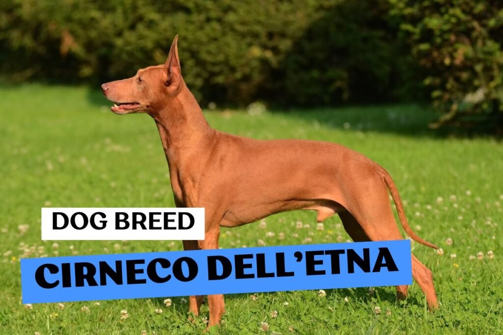 Dog Cirneco dell’Etna
