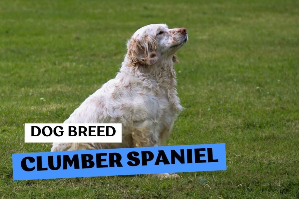 Dog Clumber Spaniel