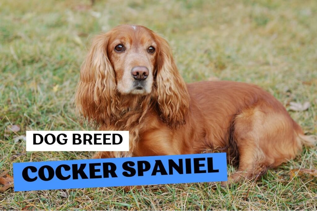 Dog Cocker Spaniel