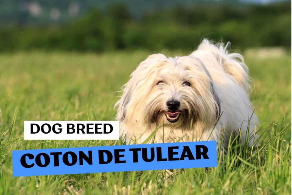 Dog Coton de Tulear