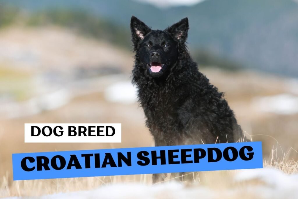 Dog Croatian Sheepdog