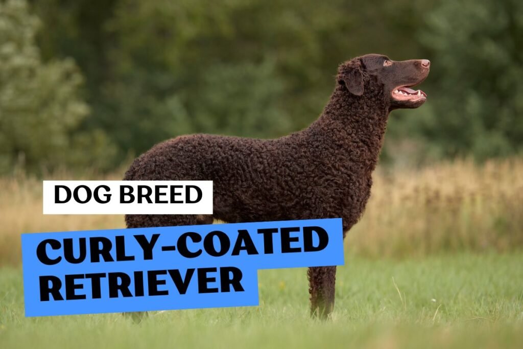 Dog Curly-Coated Retriever